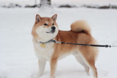 View of dog on snow covered landscape