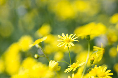 Close-up of yellow flowers blooming in field