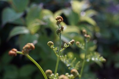 Close-up of flower buds on plant