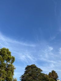 Low angle view of trees against blue sky