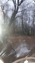 View of bare trees by road during winter