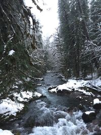 River flowing through forest