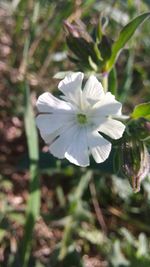 Close-up of white flower