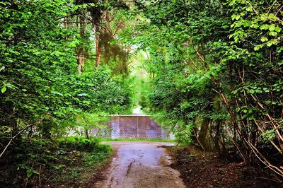 Narrow walkway in forest