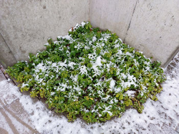 High angle view of white flowering plants