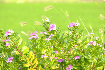 Close-up of pink flowering plants on field