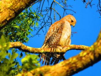 Wild hawk on branch with blue sky