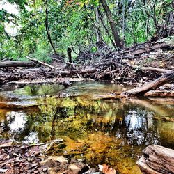 Reflection of trees in lake