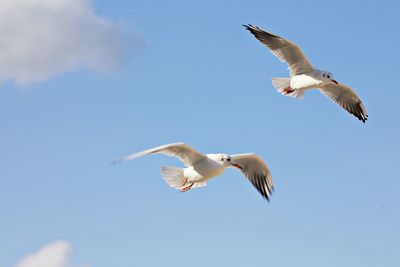 Low angle view of seagulls flying in sky