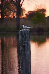 Bird perching on wooden post at lake during sunset