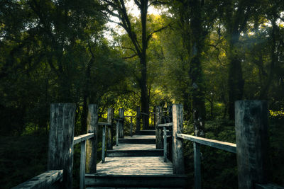 Footpath amidst trees in forest