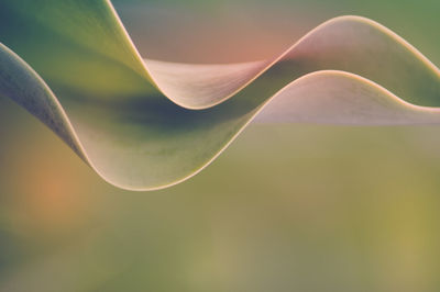 Close-up of flowering plant against bright sun