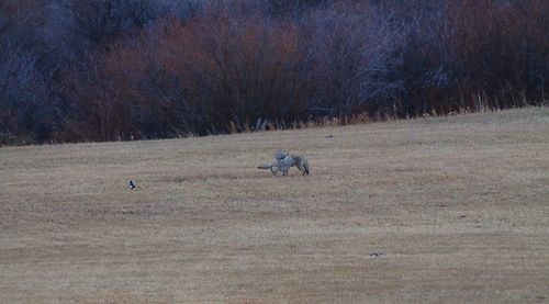 View of horse on field