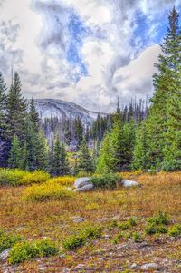 Scenic view of trees against cloudy sky