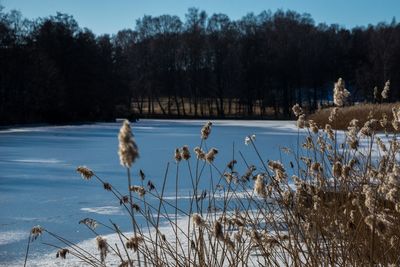 Reflection of trees in water