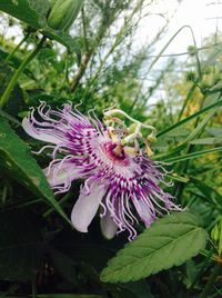 Close-up of purple flower