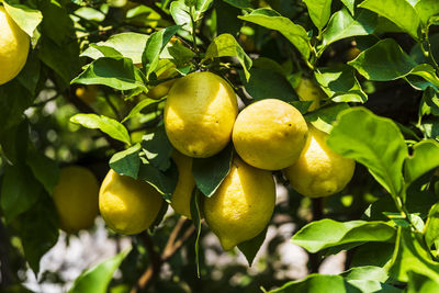 Bunches of fresh yellow ripe lemons with green leaves. lemon is species of small evergreen tree.