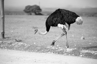 Side view of a bird on field