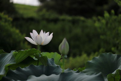 Close-up of white water lily in lake