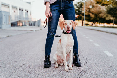 Low section of person with dog on road in city