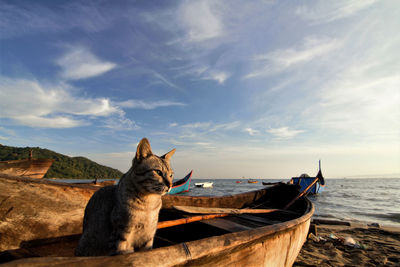 Cat looking at sea against sky