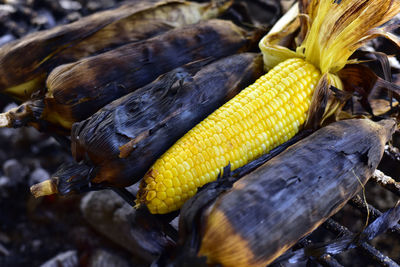 Close-up of corn