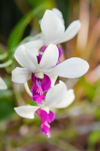 Close-up of pink flowering plant
