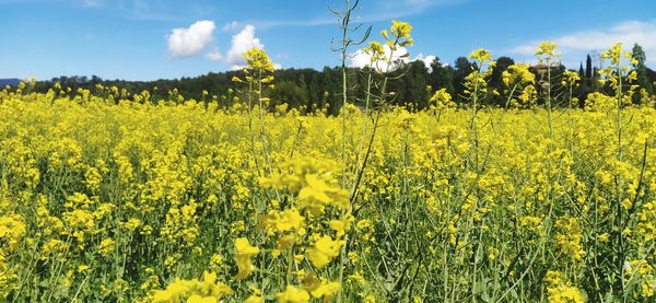 rapeseed