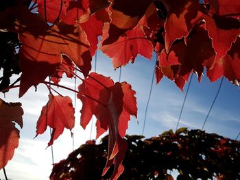 Low angle view of maple tree against sky