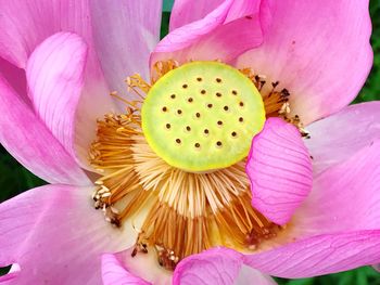 Close-up of pink flower blooming outdoors