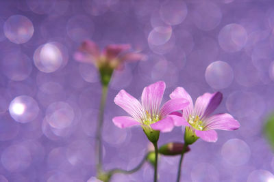 Close-up of pink flowering plant