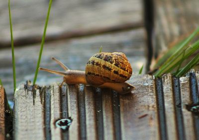 Close-up of snail on wood