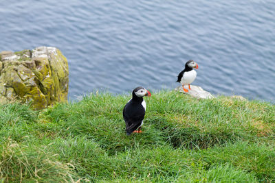 Two birds on grass