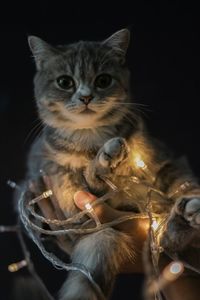 Close-up portrait of a cat