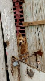 Close-up of dog sitting on wooden door