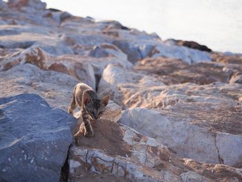 Lizard on rock