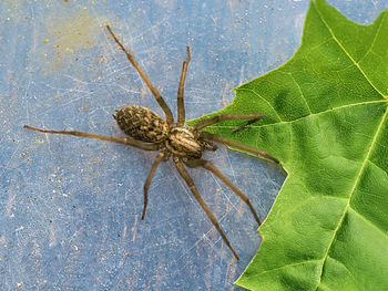 Close-up of insect on leaf