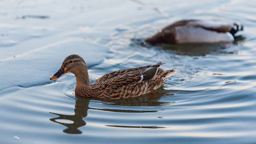 Duck swimming in lake