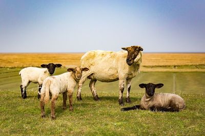 Sheep with lamb on grassy field against clear sky