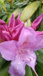 Close-up of water drops on pink flower