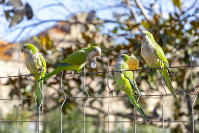 Low angle view of bird perching on branch