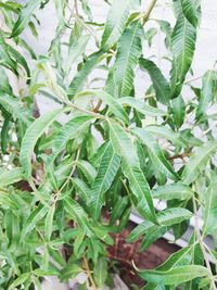 Close-up of fresh green plant