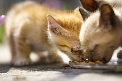 Close-up of cat eating food