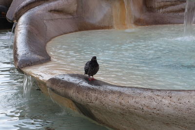 Bird perching on a lake