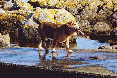 Full length of a horse drinking water