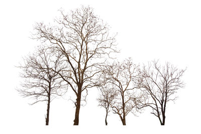 Low angle view of bare tree against clear sky