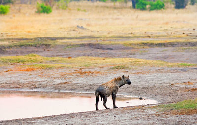Side view of hyena on shore