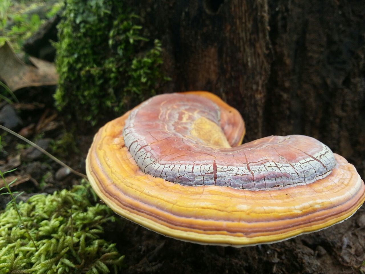 close-up, one animal, wildlife, animal themes, nature, natural pattern, animal shell, animals in the wild, outdoors, leaf, snail, single object, focus on foreground, day, high angle view, green color, no people, growth, yellow, pumpkin