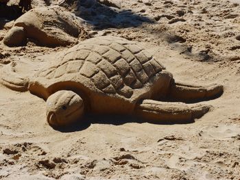 High angle view of crocodile on sand