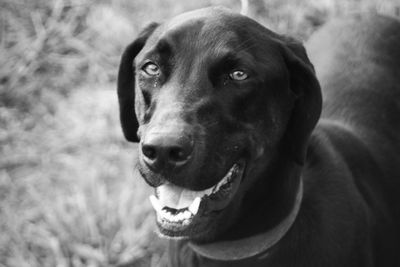 Close-up portrait of dog